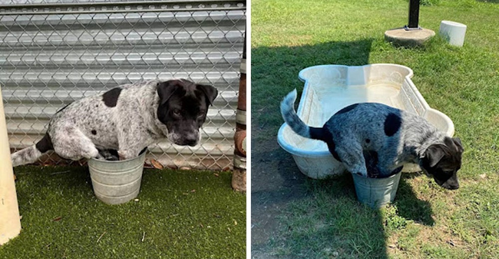 Perro de refugio prefiere banarse en un balde que en