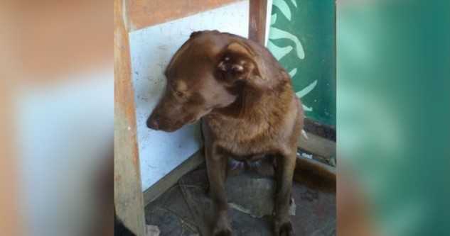 Perro deprimido estuvo solo en un refugio durante 2 anos