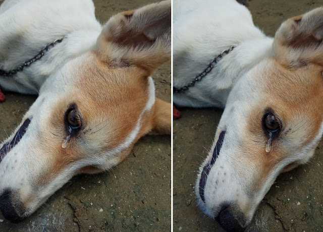 Perro leal sacrifico su propia vida para salvar a sus