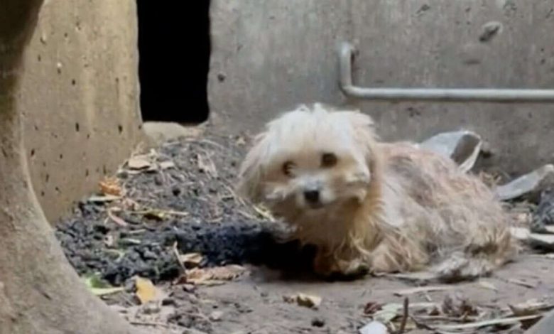 Un perro atrapado en lo profundo de una alcantarilla habia