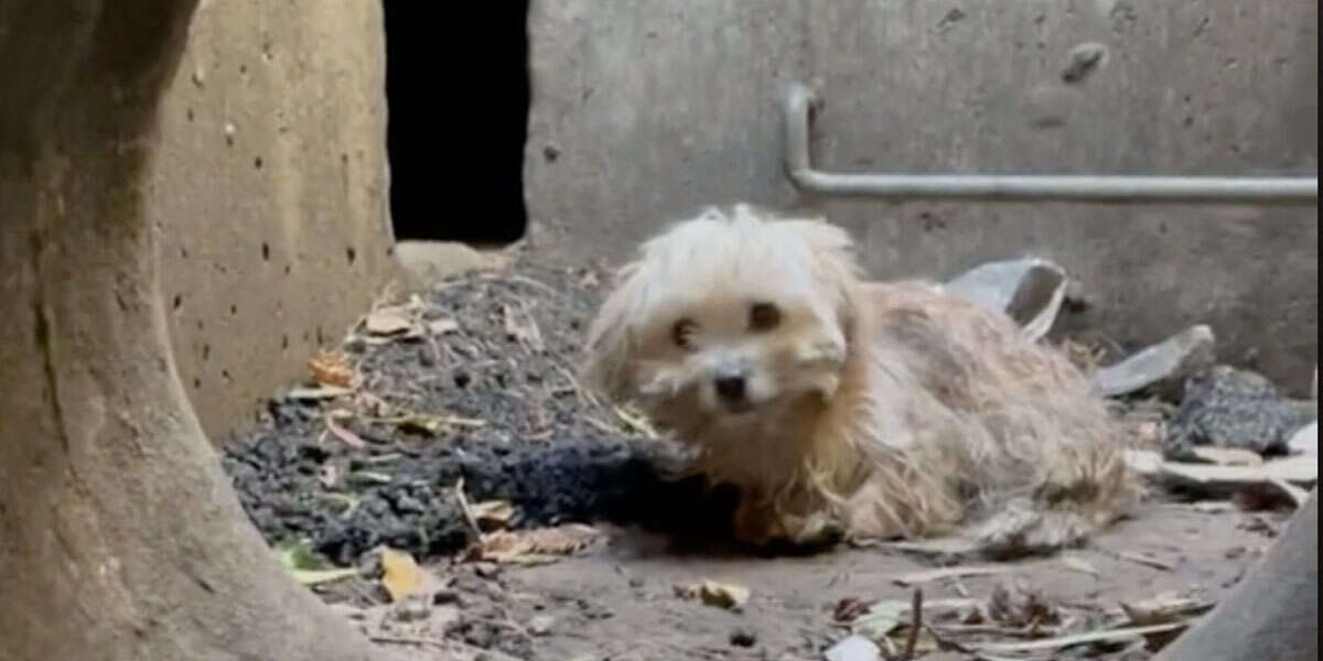 Un perro atrapado en lo profundo de una alcantarilla habia