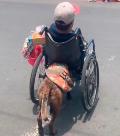 Excelente Perro ayuda a su dueno en silla de ruedas