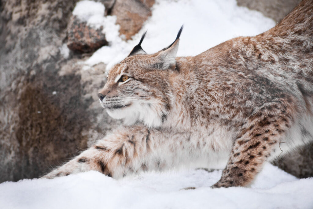 1659415612 351 conoce al impresionante lince canadiense de patas grandes uno de