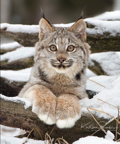 1659415612 486 conoce al impresionante lince canadiense de patas grandes uno de