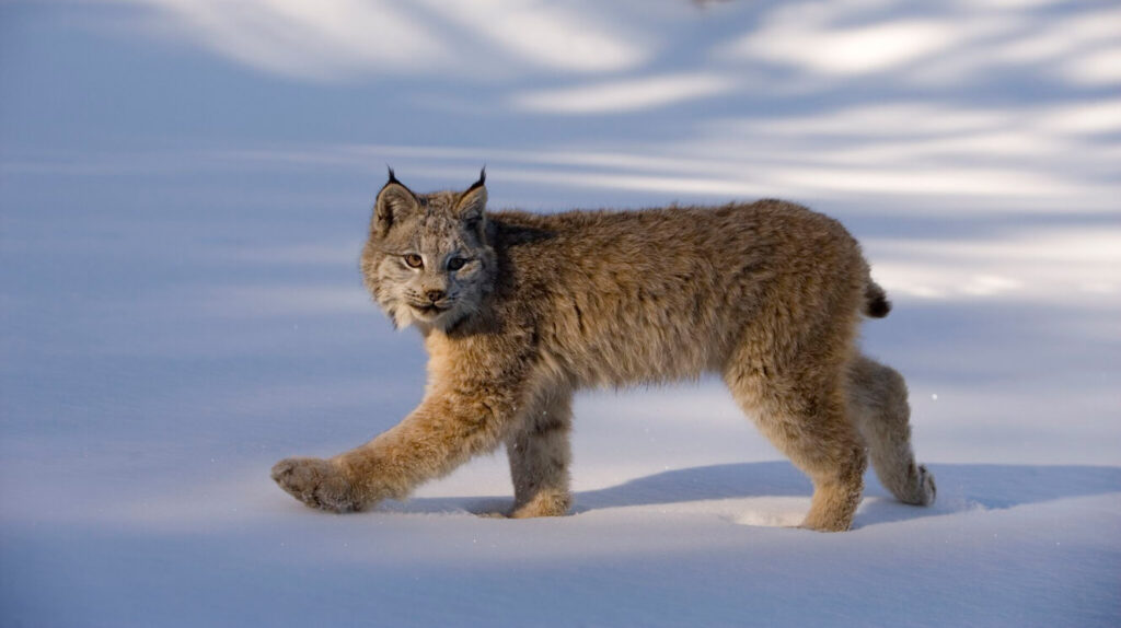 1659415612 785 conoce al impresionante lince canadiense de patas grandes uno de