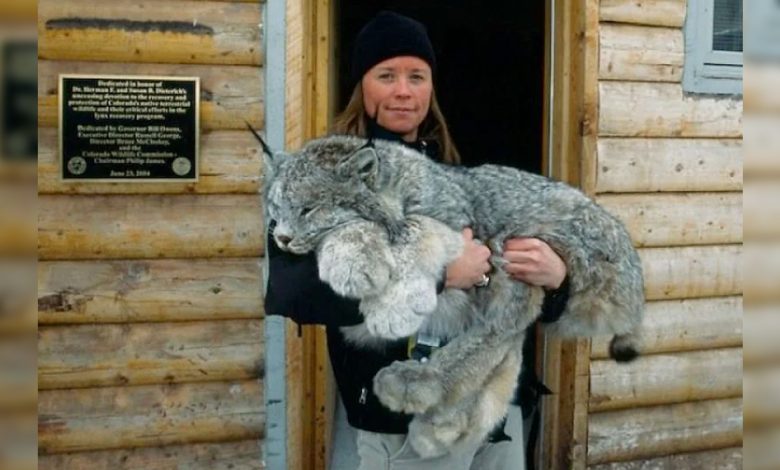 1659415613 conoce al impresionante lince canadiense de patas grandes uno de