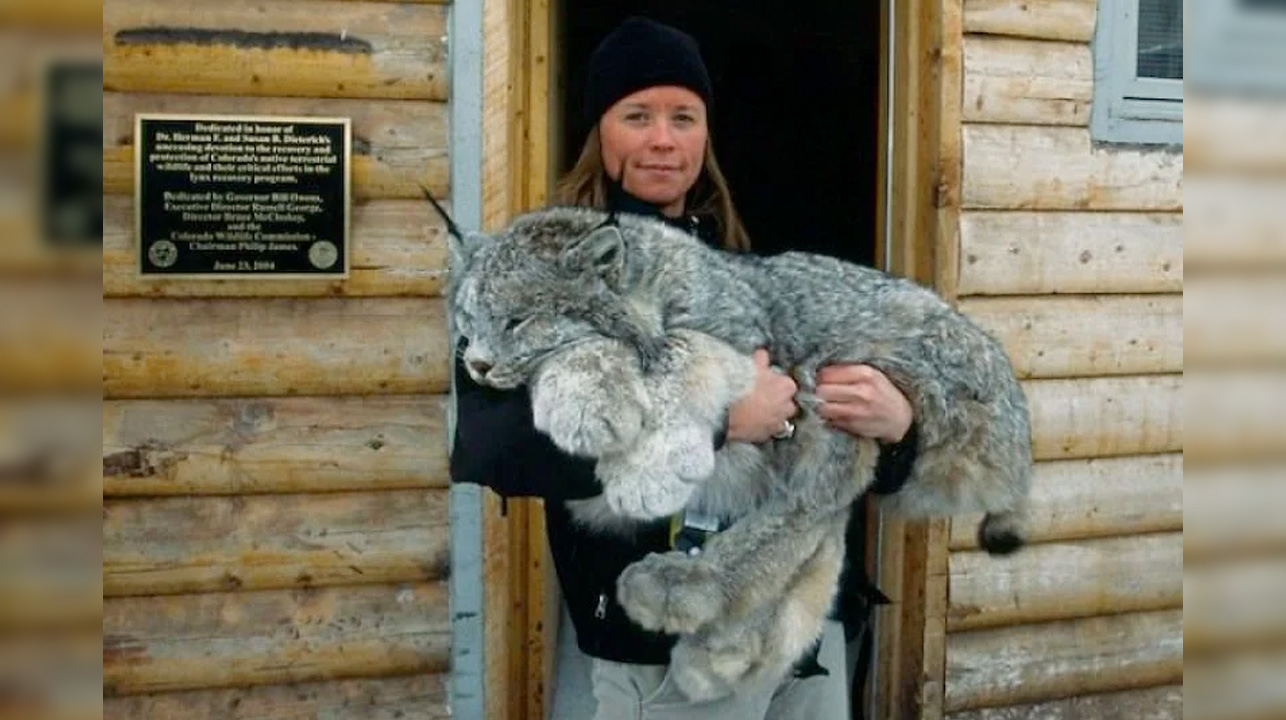 1659415613 Conoce al impresionante lince canadiense de patas grandes uno de