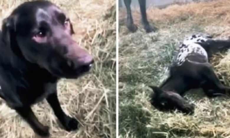 1659500395 perro corre para saludar a potro recien nacido pero potro