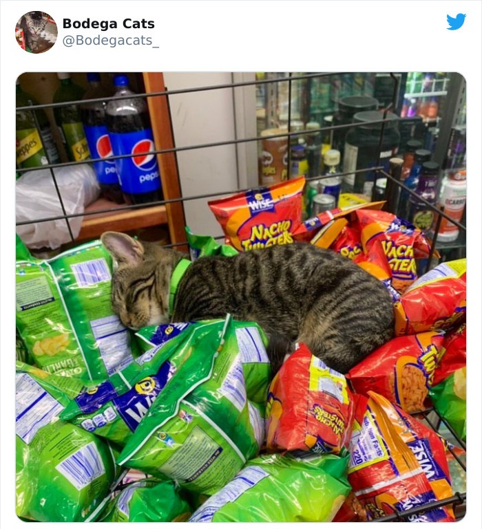 1659588528 287 21 fotos de gatos en pequenas tiendas como si fueran