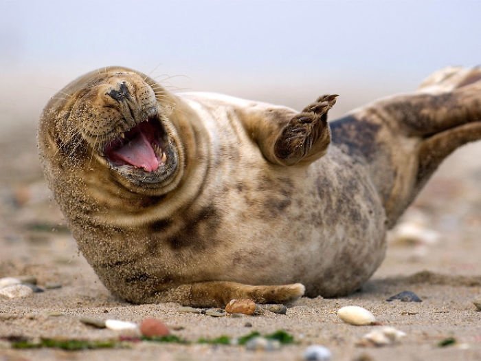 1659674961 205 21 fotos divertidas de focas que no pueden parar de