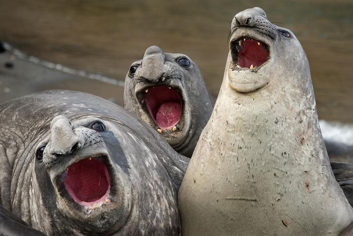 1659674961 913 21 fotos divertidas de focas que no pueden parar de