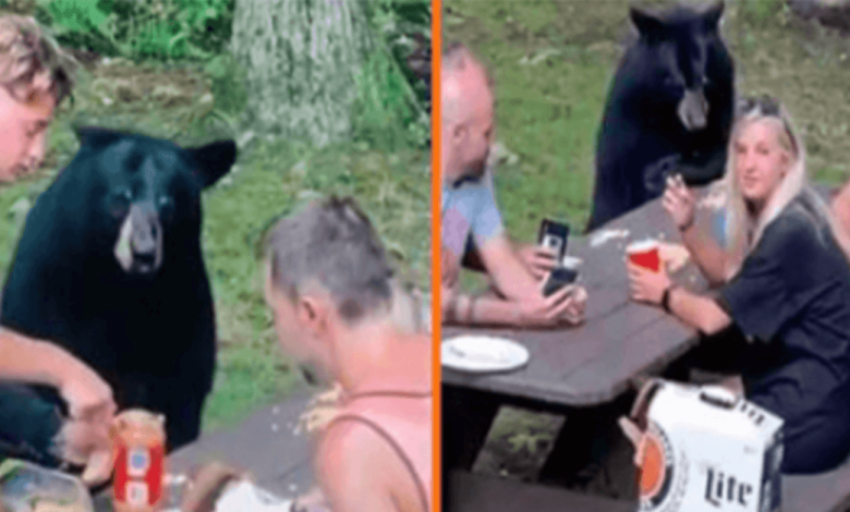 1659759836 wild black bear se une al picnic familiar y exige