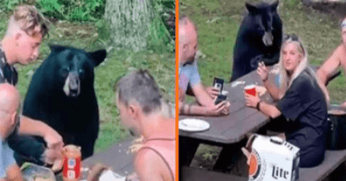 1659759836 Wild Black Bear se une al picnic familiar y