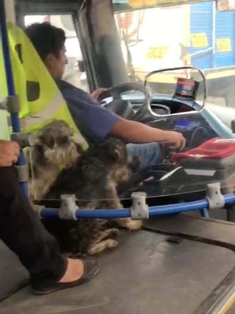 1660193935 740 conductor de autobus lleva a sus cachorros al trabajo para