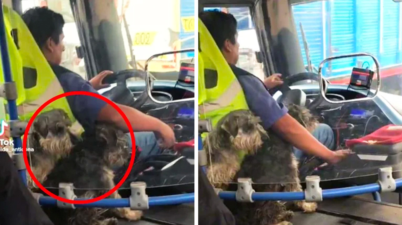 1660193936 Conductor de autobus lleva a sus cachorros al trabajo para