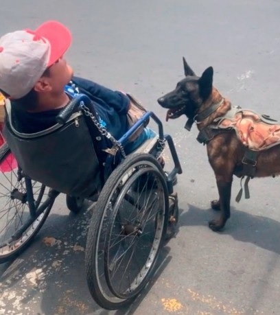 1660539781 835 ¡Excelente Perro ayuda a su dueno en silla de ruedas