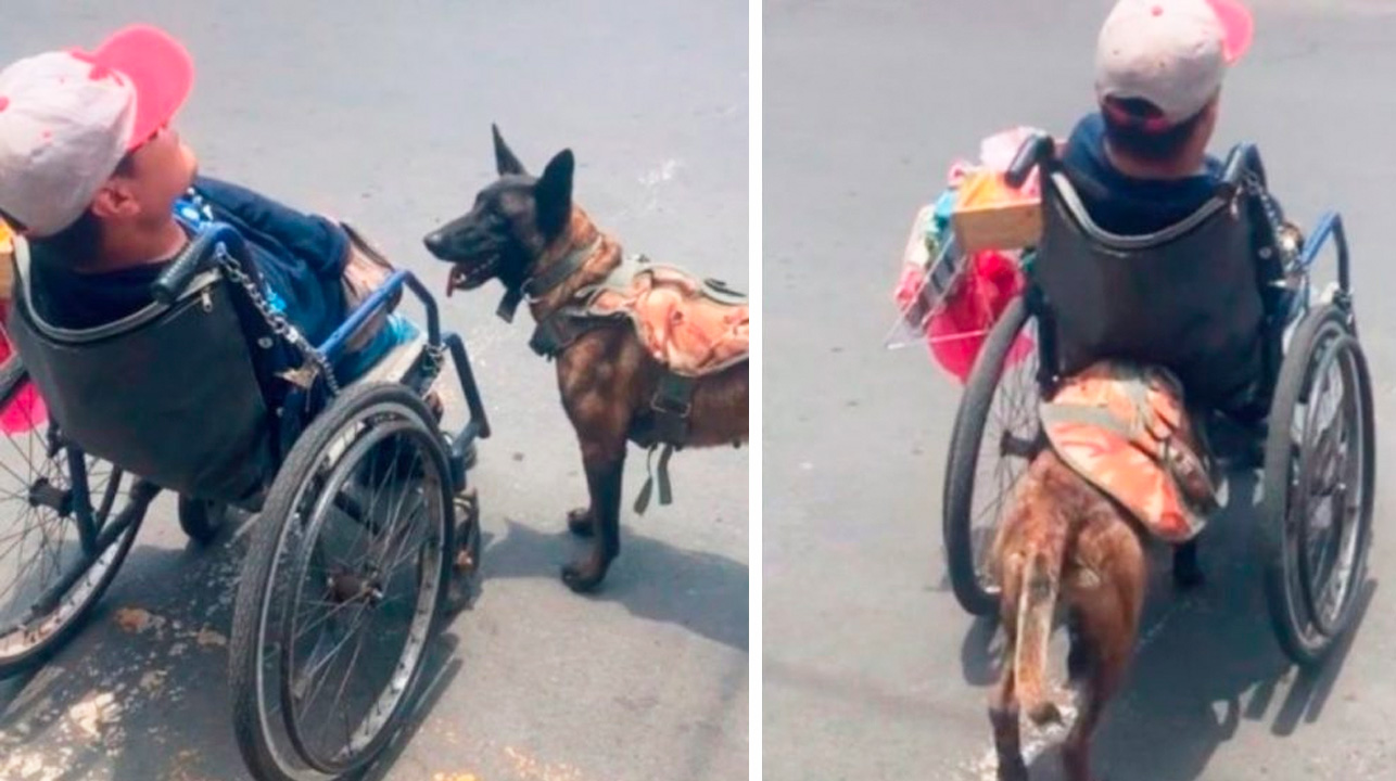 1660539782 ¡Excelente Perro ayuda a su dueno en silla de ruedas