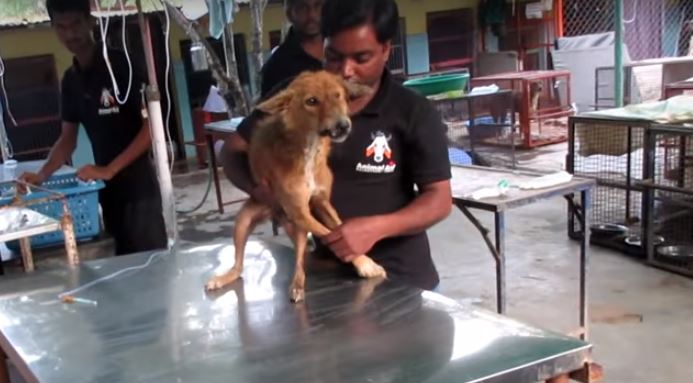 1660883846 305 perro hambriento encontrado con la mandibula rota hace una transformacion