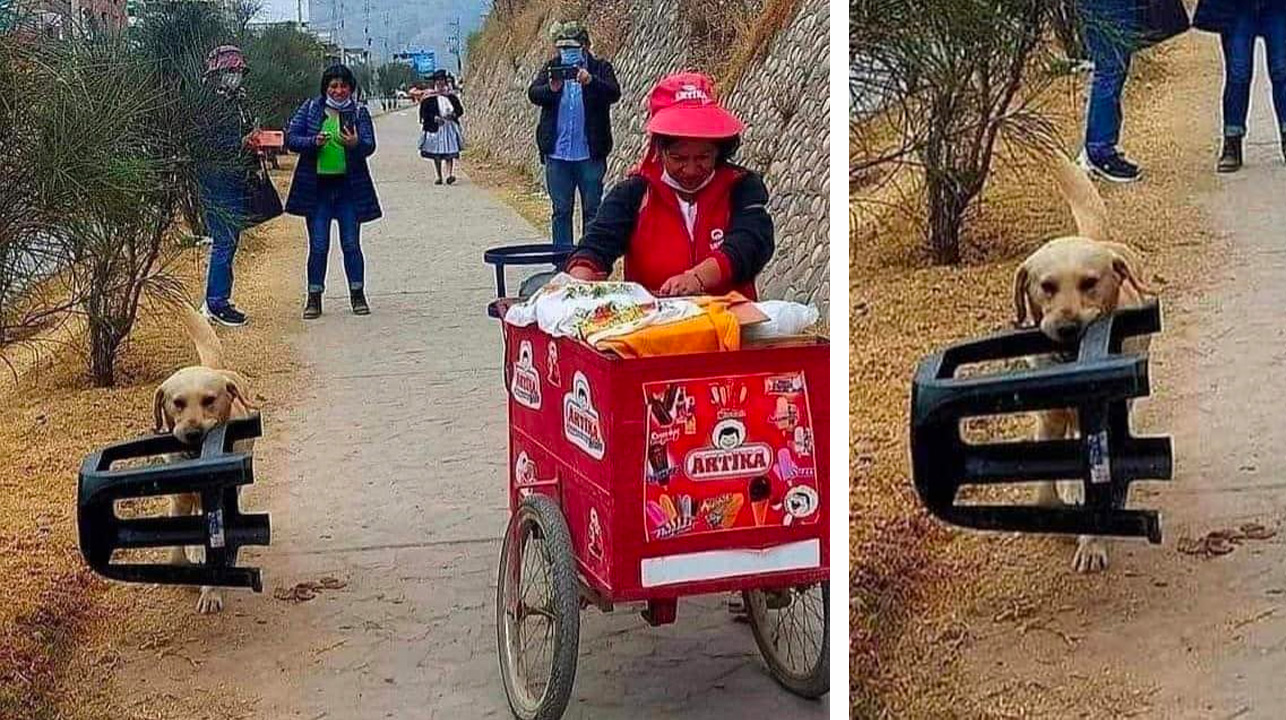 1661231602 Cachorro es captado ayudando a su duena que vende helados