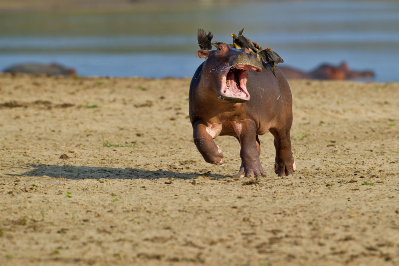 1661318031 431 momento bebe hipopotamo corriendo asustado de pajaros sentado sobre su