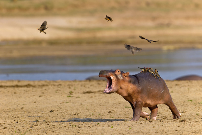 1661318031 817 momento bebe hipopotamo corriendo asustado de pajaros sentado sobre su