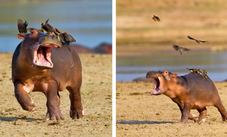 1661318032 momento bebe hipopotamo corriendo asustado de pajaros sentado sobre su