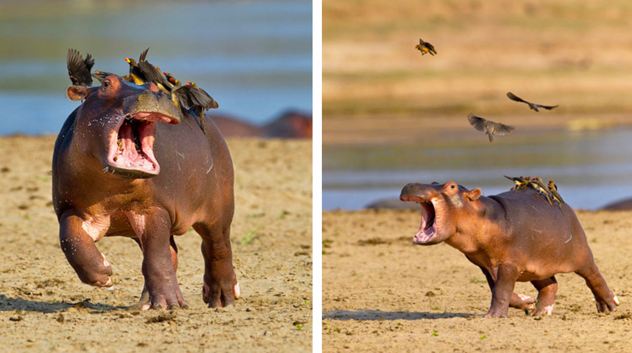 1661318032 Momento bebe hipopotamo corriendo asustado de pajaros sentado sobre su