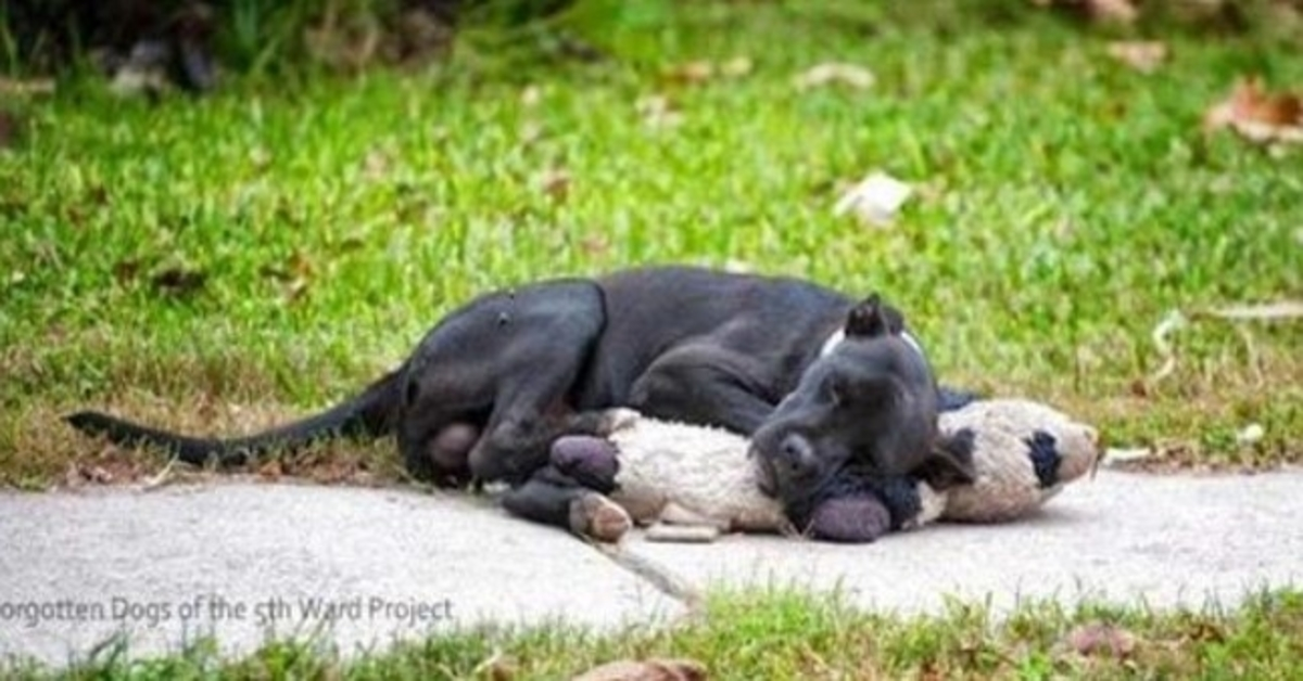 1661489216 Este perro callejero duerme con un peluche y a nadie