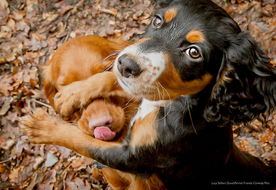 1661750486 680 estos son los finalistas del comic pet photo contest