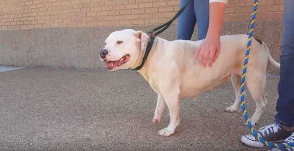 1661921569 437 perro encadenado despues de matar a su dueno finalmente esta