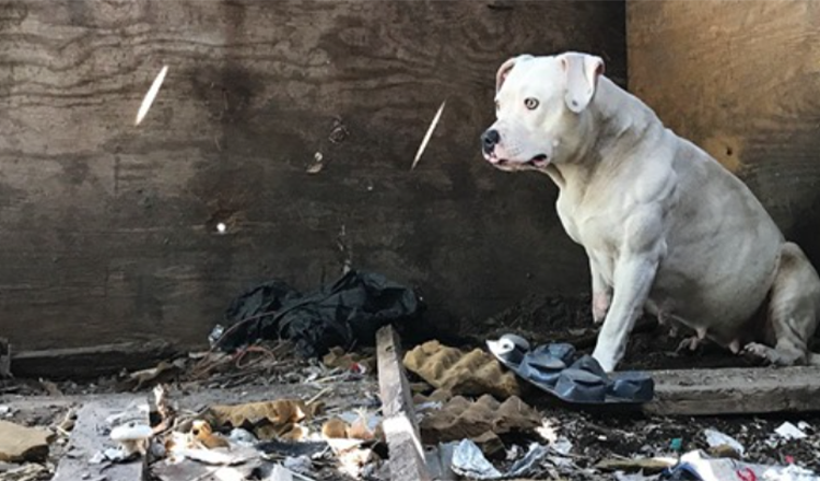 1661921569 perro encadenado despues de matar a su dueno finalmente esta