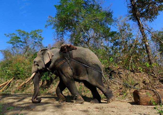 1661923516 709 elefante parte por la mitad a su portero tras darle