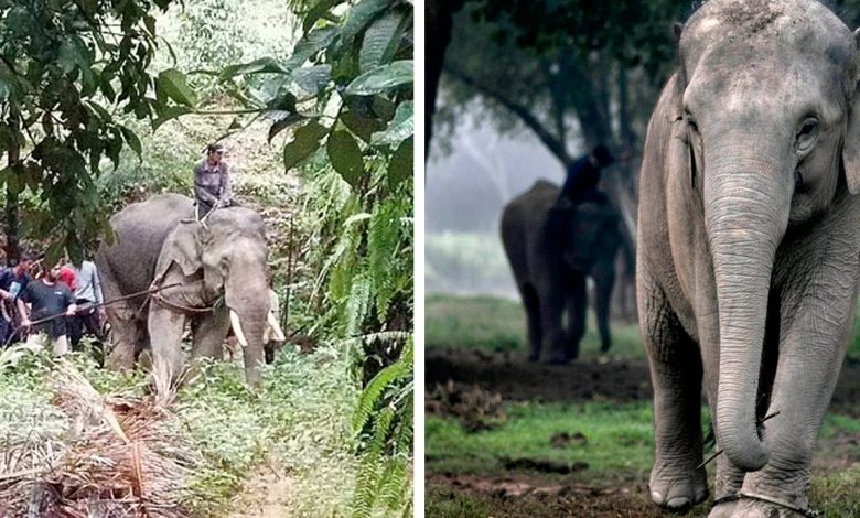 1661923516 elefante parte por la mitad a su portero tras darle