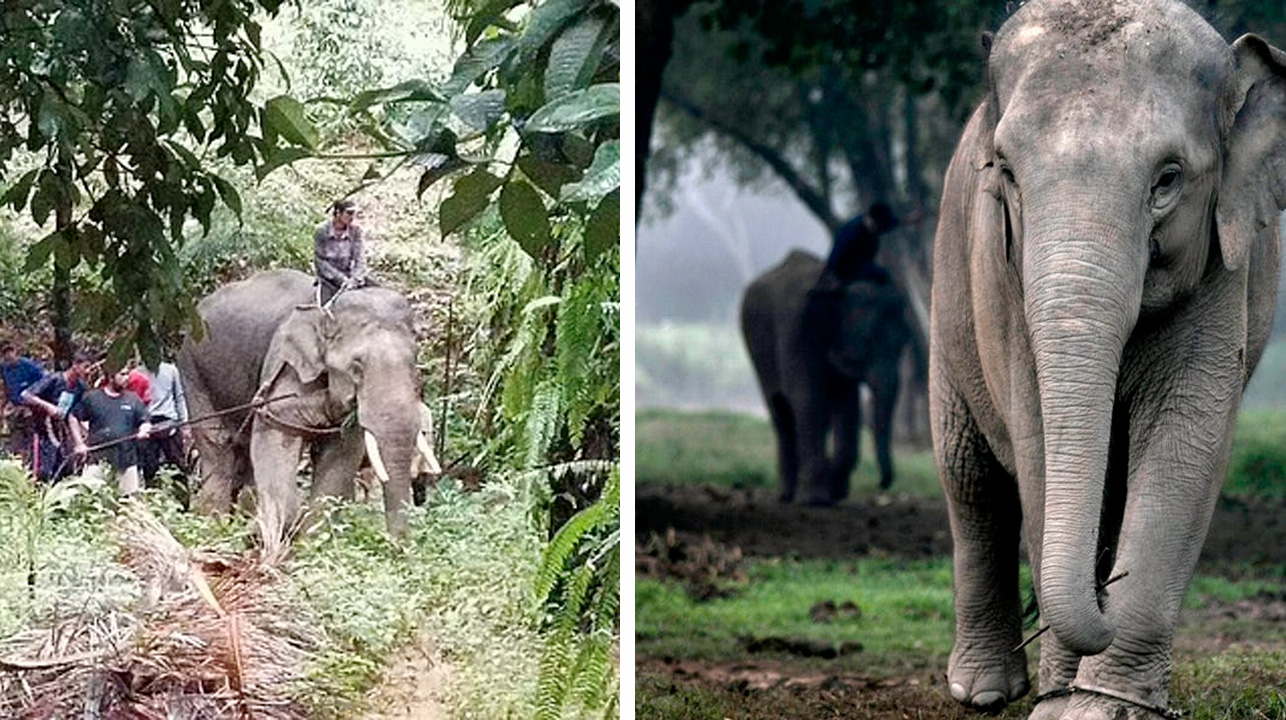 1661923516 Elefante parte por la mitad a su portero tras darle