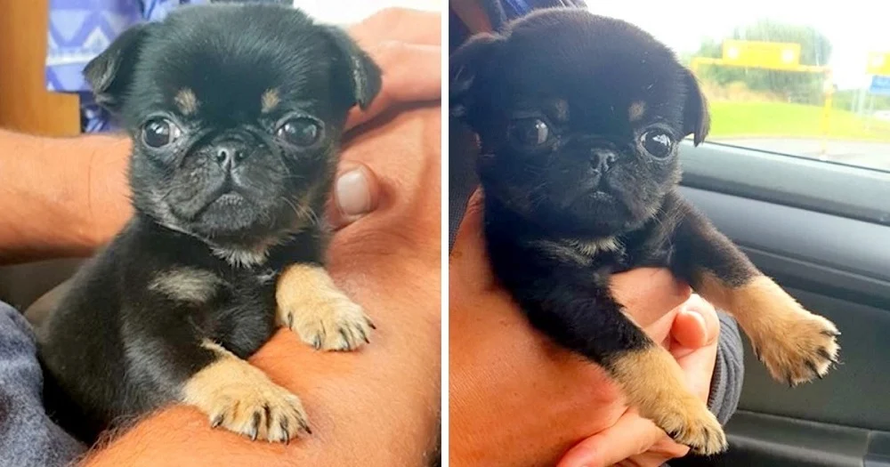 Cachorro de 5 semanas fue encontrado abandonado en una bolsa. Webp