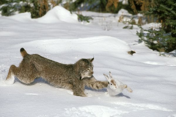 Conoce al impresionante lince canadiense de patas grandes uno de