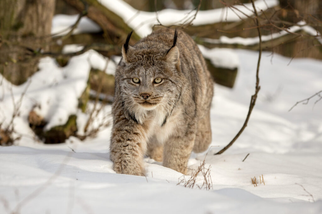 Conoce al impresionante lince canadiense de patas grandes uno de