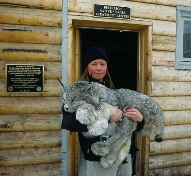 Conoce al impresionante lince canadiense de patas grandes uno de. Webp