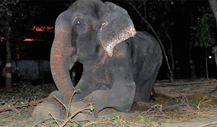 Elefante de raju llora tras ser rescatado encadenado de 50