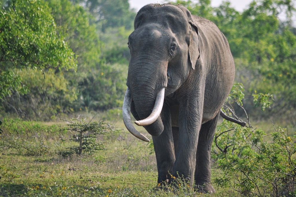 Elefante parte por la mitad a su portero tras darle