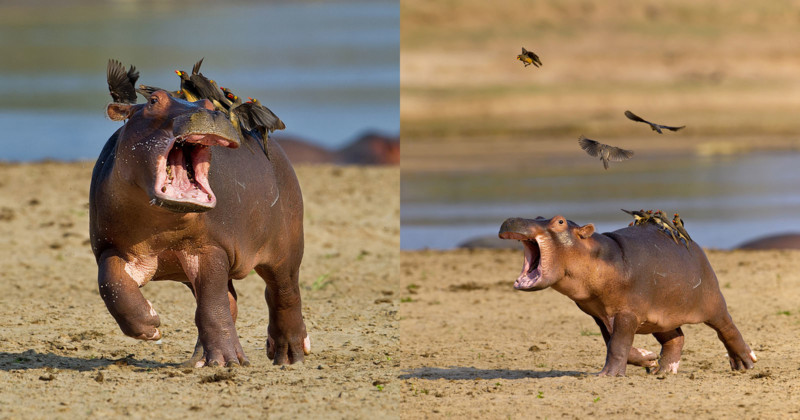 Momento bebe hipopotamo corriendo asustado de pajaros sentado sobre su