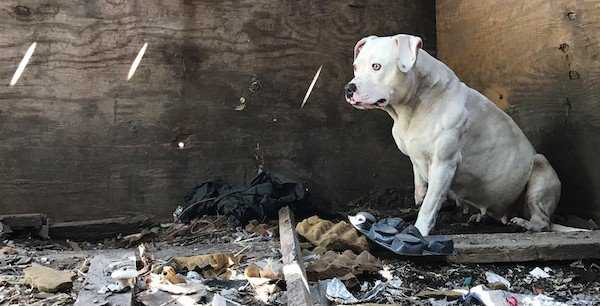 Perro encadenado despues de matar a su dueno finalmente esta