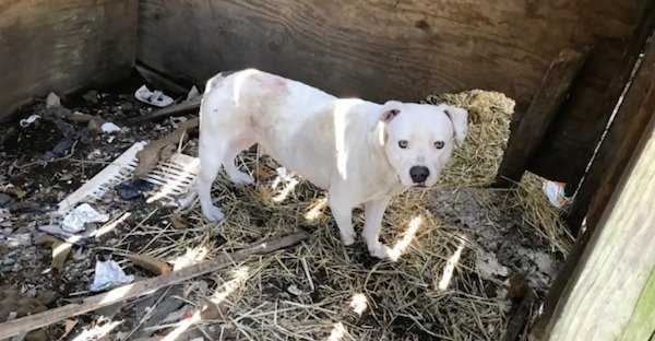 Perro encadenado despues de matar a su dueno finalmente esta