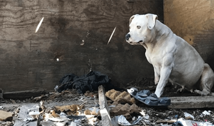 Perro encadenado despues de matar a su dueno finalmente esta