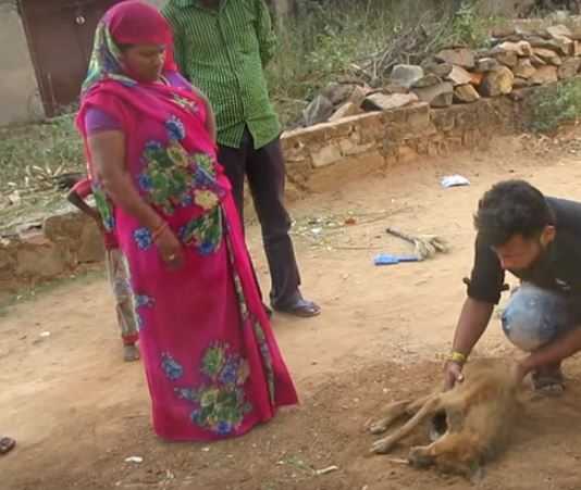 Perro hambriento encontrado con la mandibula rota hace una transformacion