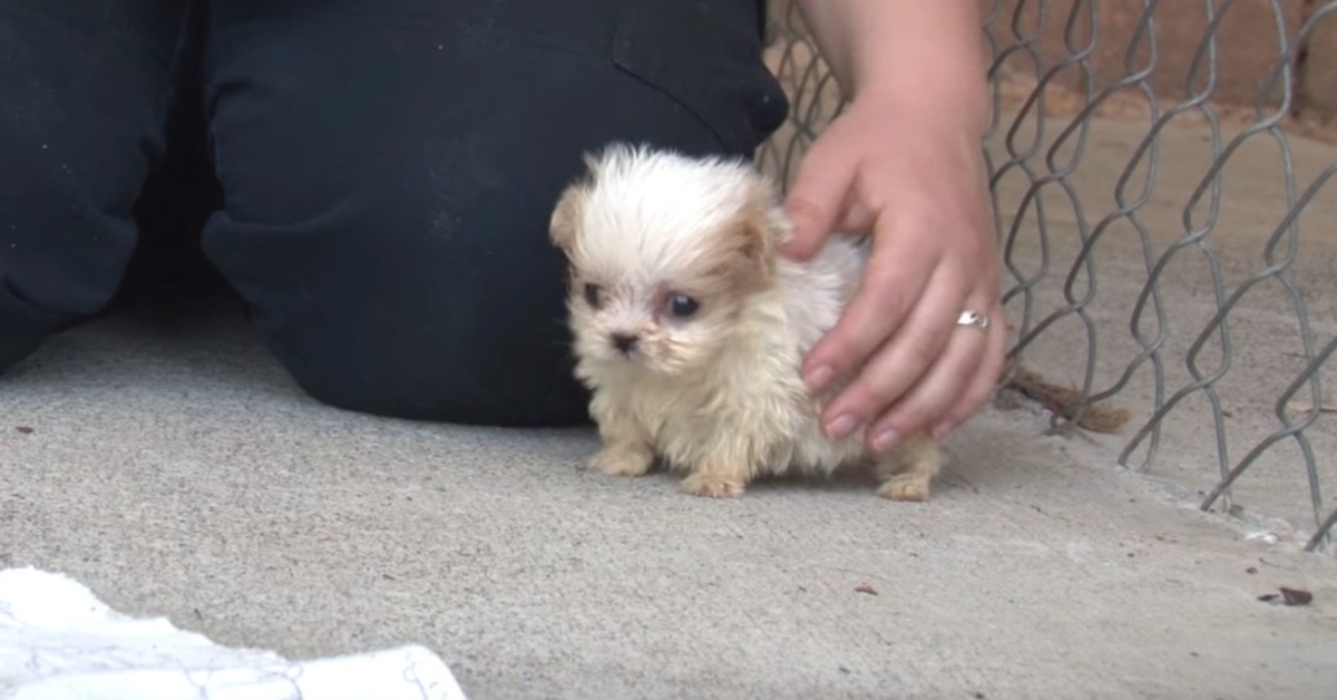 Perro rescatado de una fabrica de cachorros presentado a un