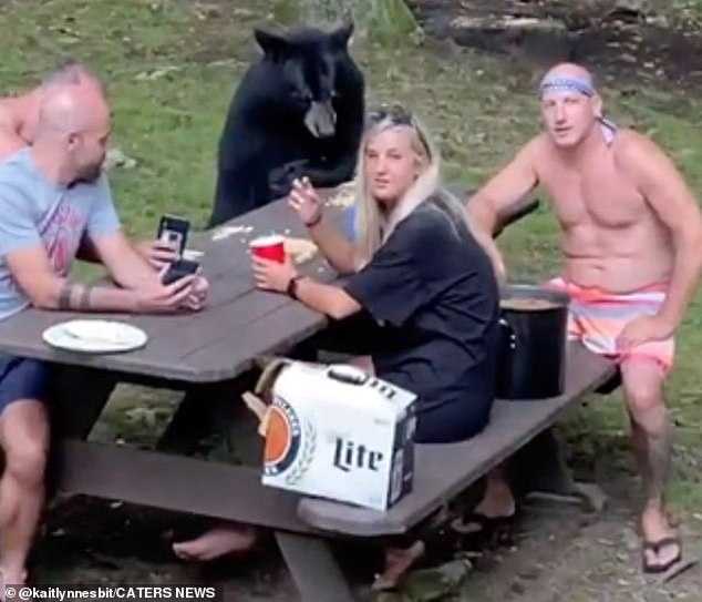 Wild black bear se une al picnic familiar y