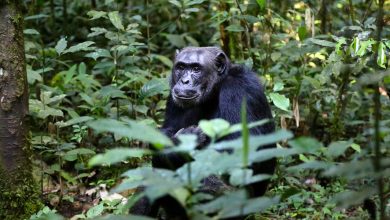 Chimpances cavando pozos suelo filtrar agua limpia selva africa portada