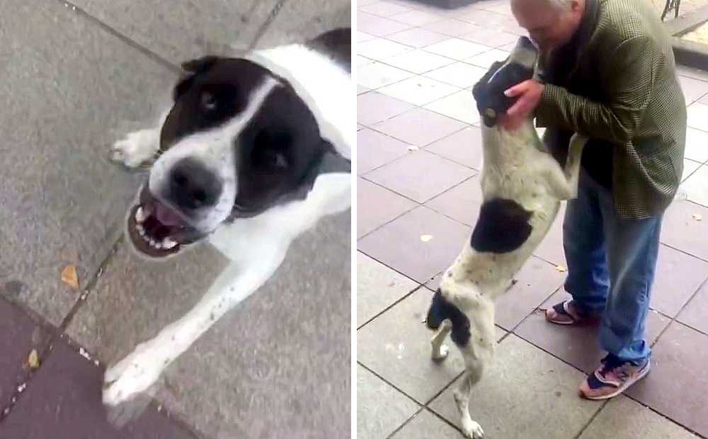 1662180972 434 anciano ve a su perro perdido despues de 3 anos