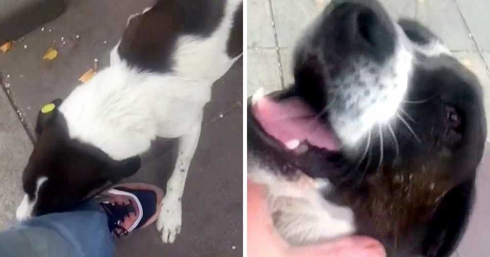 1662180972 594 anciano ve a su perro perdido despues de 3 anos